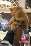 被迫追星！ 粉絲為吸引劉昊然注意力當(dāng)眾舉柴犬