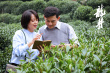 感受千年茶文化的魅力！電影《龍井》定檔8月27日