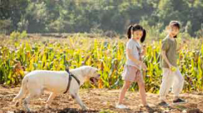 我和萌犬的夏天