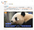黄晓明、李宇春等为熊猫丫丫发声：国宝早日回家