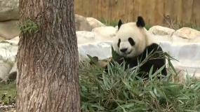透过镜头看大熊猫吃饭