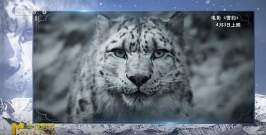 《雪豹》:多重视角下,对人与自然的深刻思考
