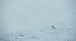 雪豹