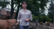 癡男怨女和牛