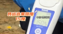 看！这是寻乌的脐橙！颗颗甜度超过14度