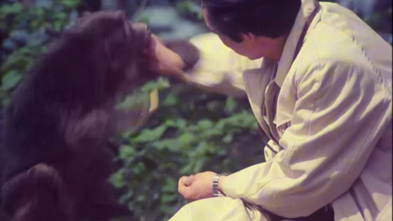 原来峨眉山的猴子在八十年代就这么霸道