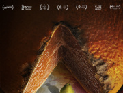 focus image